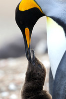 7Sa King Penguin