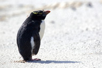 19Sa Southern Rockhopper Penguin