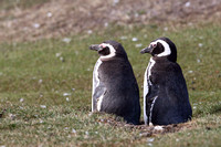 10Sa Magellanic Penguin