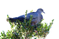 368Val Chilean Pigeon