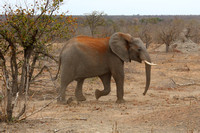 11PM African Elephant2 (3)
