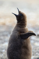 9Sa King Penguin Chick
