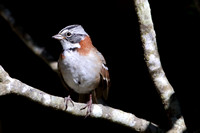 365Val Rufous-collared Sparrow