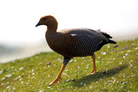 12Sa Upland Goose Female