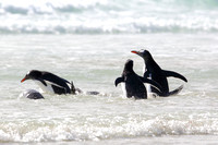 15Sa Gentoo Penguins