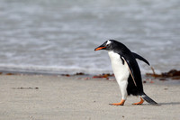 3SA Gentoo Penguin