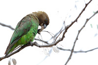 22PM Brown-headed Parrot (5)