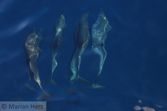 5Sea Bottlenose Dolphin
