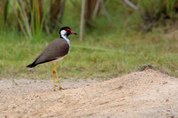3Wil Red-wattled Lapwing