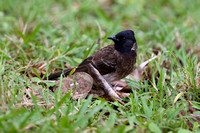 8Wil Red-vented Bulbul