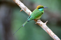 10Wil Green Bee Eater
