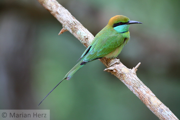 10Wil Green Bee Eater