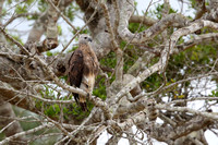 14Wil Grey-headed Fish-eagle