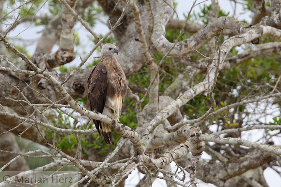 14Wil Grey-headed Fish-eagle