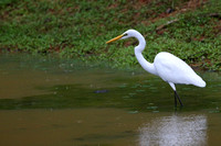 19Wil Great Egret