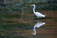 21Wil Great Egret