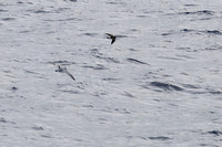 15Sea Prion and Wilson's Storm Petrel (1)