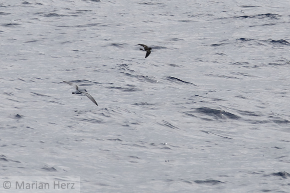 15Sea Prion and Wilson's Storm Petrel (1)