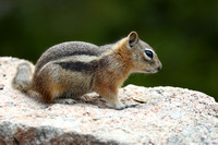 4Sap Golden-mantled Ground Squirrel (8)