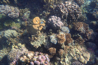 6Cen Coral Reef Scene