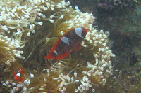 14Cen Spinecheek Anemonefish