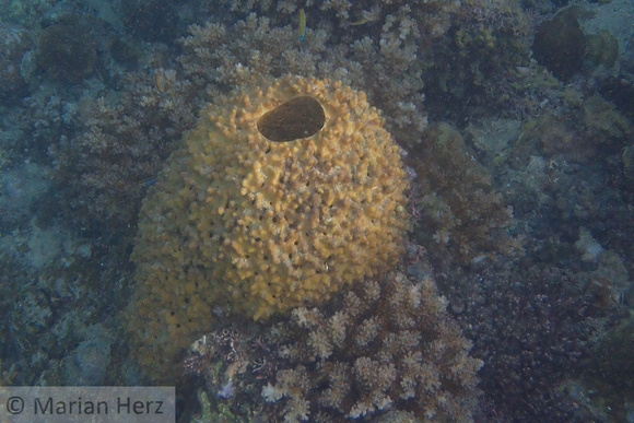 15Cen Barrel Sponge