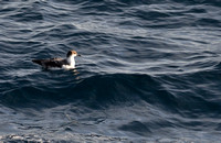 Greater Shearwater_080514