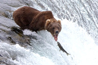 5BF Bear at Falls