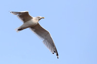376PEI Herring Gull