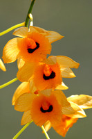 13Fi Orchid (3)