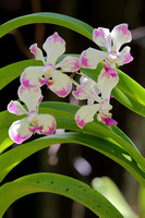 14Fi Orchid (6)