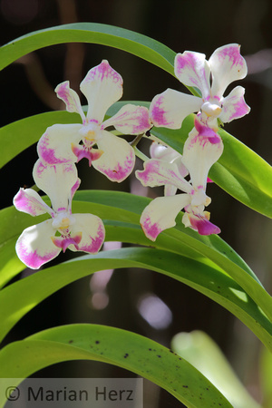 14Fi Orchid (6)