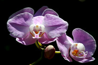 15Fi Orchid