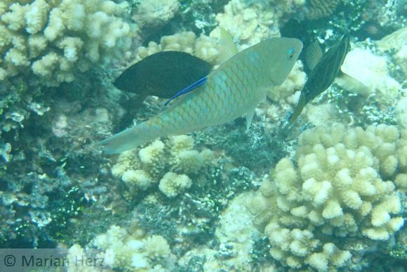 12Ap Pacific Longnose Parrotfish with Bluestreak Cleaner Wrasse JP (1)