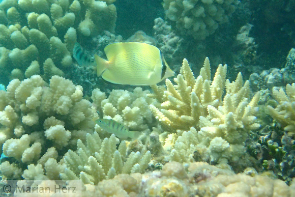 19Ap Speckled Butterflyfish and Six-bar Wrasse