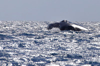 15SB Humpback Whale Baby