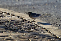6So White Wagtail