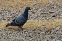 18Khi Common Pigeon