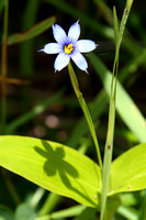 5PJ Blue-eyed Grass (1)