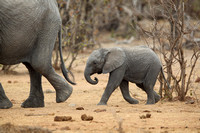 14PM African Elephant3 (2)