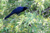20Ban Great-tailed Grackle