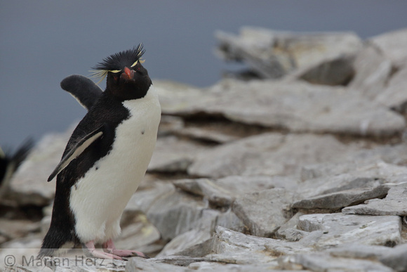 8SL Southern Rockhopper Penguin