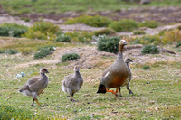 16SL Ruddy-headed Goose and Chicks