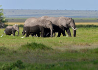 20Amb Elephants