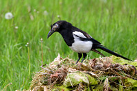 2Anch Black-billed Magpie