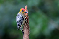 47BG Golden-cheeked Woodpecker M (2)