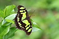 109SB Malachite Butterfly (10)