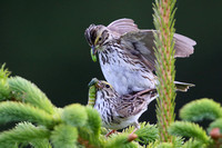 138SSC Savannah Sparrows Mating