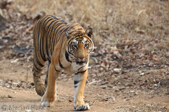 244Sat Bengal Tiger (33)