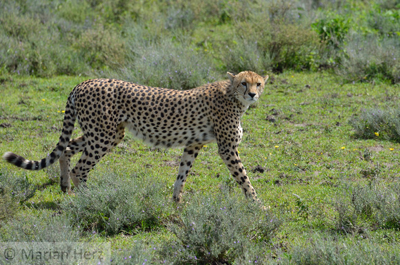 1040Ng Cheetah
